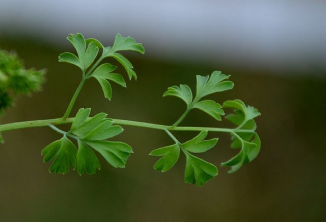 Fumaria capreolata / Fumaria bianca